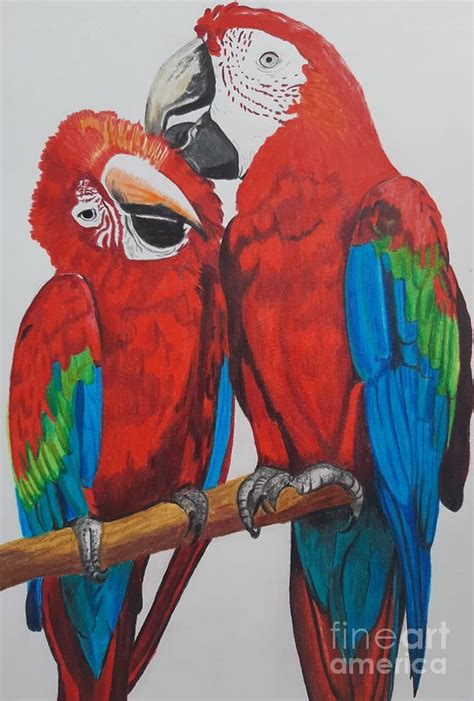 Parrots Love Drawing By Nicola Gray Fine Art America