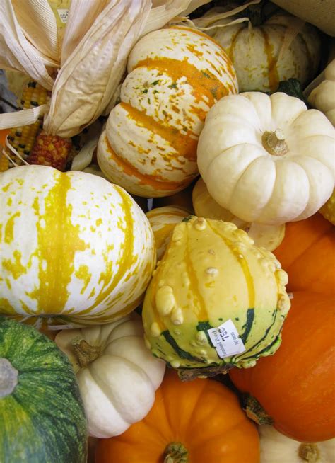Farmhand Feed And Home Company Fall Pumpkins And Gourds