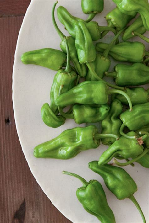 Padrón peppers, or pimientos de padrón, are a popular spanish tapa. Padron Peppers Recipe