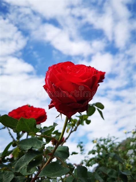 Red Rose On Sky Stock Image Image Of Thailand Rose 222952383