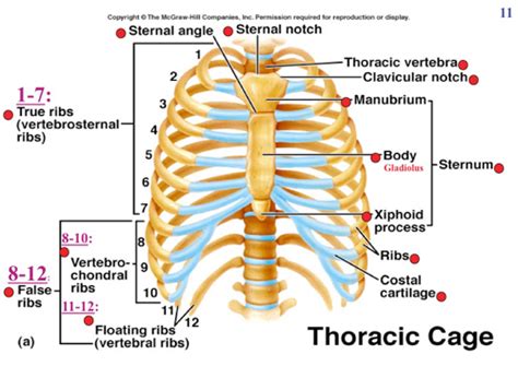 Thoracic Cage Brittneys Anatomy Website