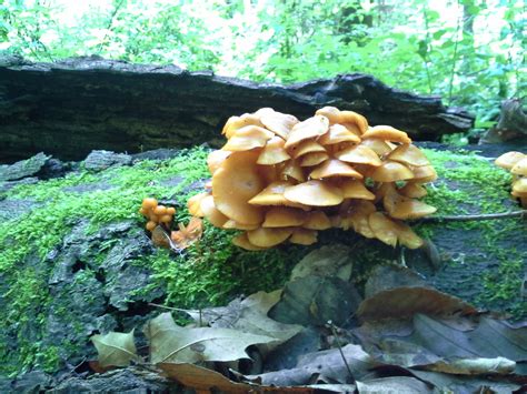 Id Request Orange Mushrooms In Ohio Mushroom Hunting And