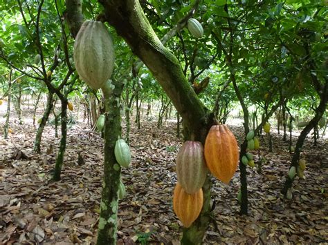Come Si Coltiva Il Cacao Focusit