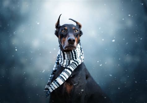 Doberman Pinscher HD Wallpaper