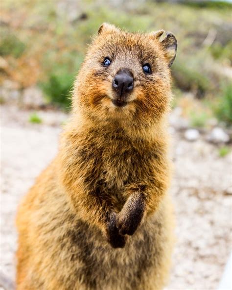We hope these make you smile like a. Quokka on Twitter: "Single quokka looking for ...