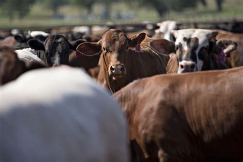 How To Trade Live Cattle Cattle Trading Strategies