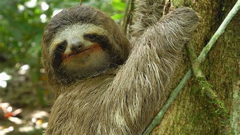 Animal Misfits Three Toed Sloth The Slowest Mammal In The World