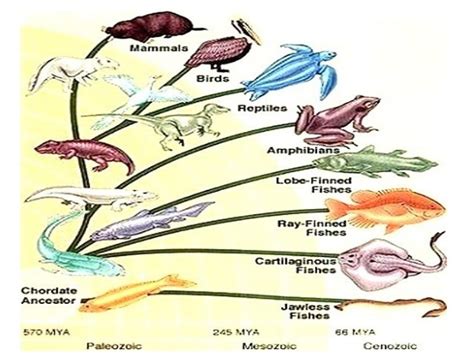 Igcse Biology Classifying Animals Phylum Vertebrates Five Class