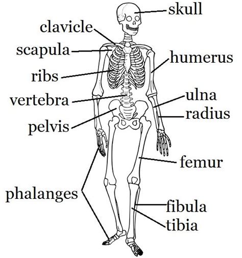 Skeleton Worksheet And Craft Skeletal System Activities Human Body
