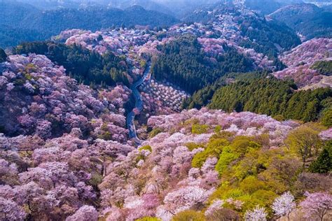 Tips For Your Japan Cherry Blossom Trip In Zicasso