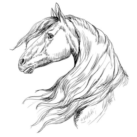 The Horses Head Drawing By Hand Vector Illustration Stock Vector