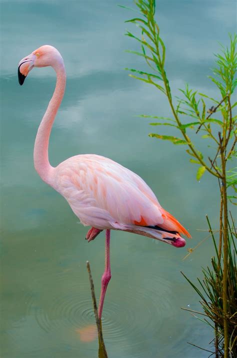 73 Best Pink Flamingo Images On Pinterest Beautiful Birds Flamingos