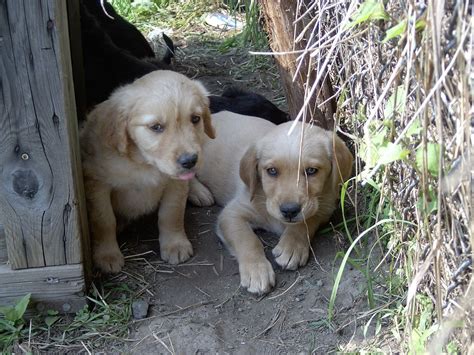 The Two Puppies In The Photo Were The Only Tan Dogs In The Litter They