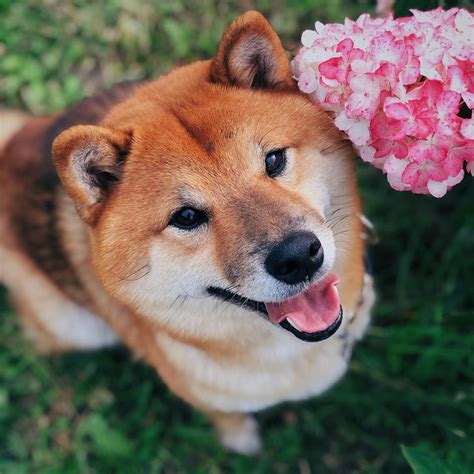 17 Pros And Cons Of Owning Shiba Inu Dogs Pettime
