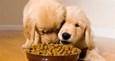 We did not find results for: Pure Pet Food Review - Why is Dehydrated Dog Food Better ...