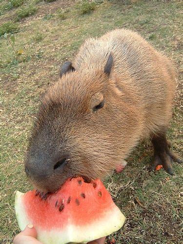 Capivara Eating Watermelon Capybara Pet Capybara Funny Animals