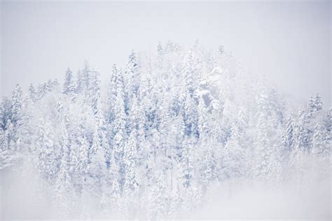 Snowy Fir Trees In Fog Winter In The Mountains Stock Photo Image Of