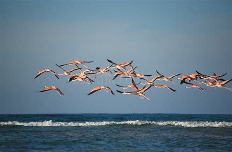 Birds Bahamas A Flock Of Flamingos Flying Over The Sea Stock Photo