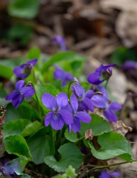 Spring Nature Common Violets Background Viola Odorata Flowers In The