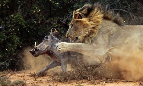 Lion Attacks Warthog In African Game Park In Pictures Environment