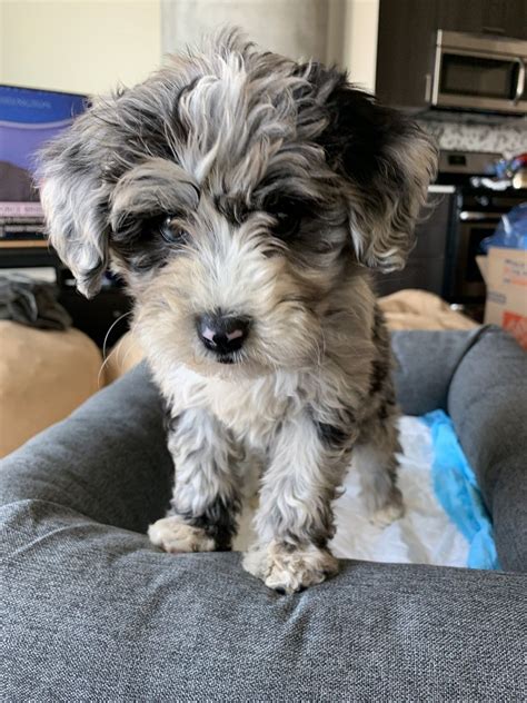 We are a small in home breeder in the chicago area that just wants other to experience the love of bengals like we have. Mini Sheepadoodles Puppies For Sale | Chicago, IL in 2020 ...