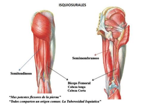 Los músculos de la pierna, juegan un papel fundamental para permitir que las mismas cumplan de manera adecuada su función siendo este, uno de los músculos con mayor volumen y resistencia de la pierna. Mejores 25 ejercicios para piernas y glúteos 2020 - En ...