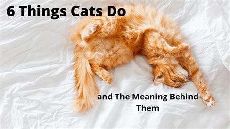 6 Things Cats Do And The Meaning Behind Them Cat Sitter Toronto Inc