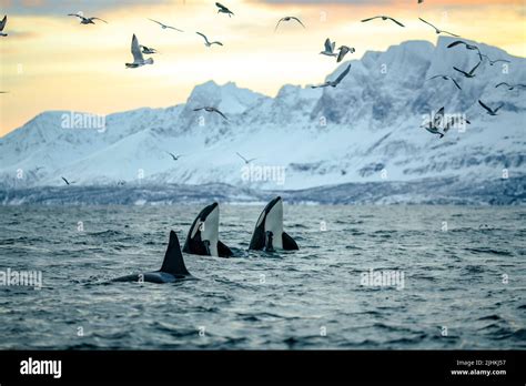 Double Orca Spyhop In Front Of Dramatic Background Stock Photo Alamy