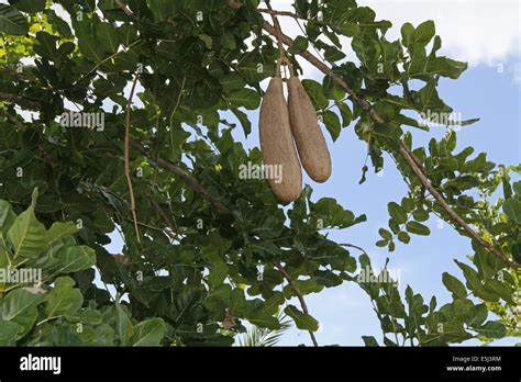 African Sausage Tree With Fruit In Antigua Barbuda Lesser Antilles