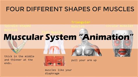 Muscular System Animation Youtube