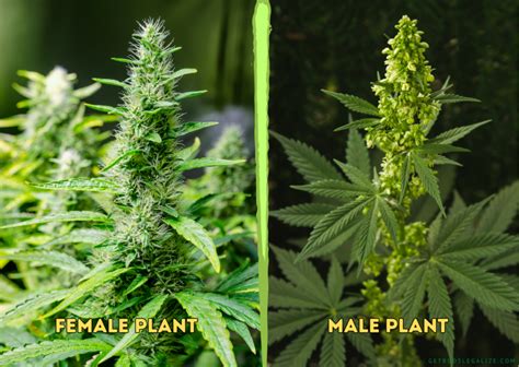how to sex cannabis plants before flowering a complete guide
