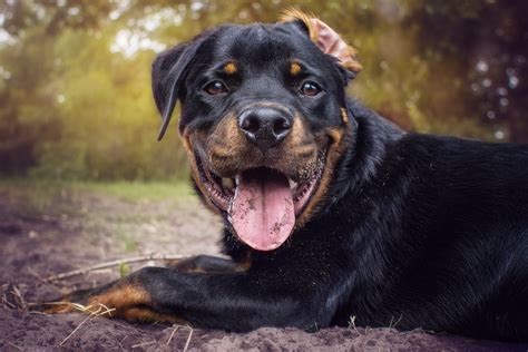Rottweiler Dog Breed Information Fun Facts And Faqs 2018 Edition