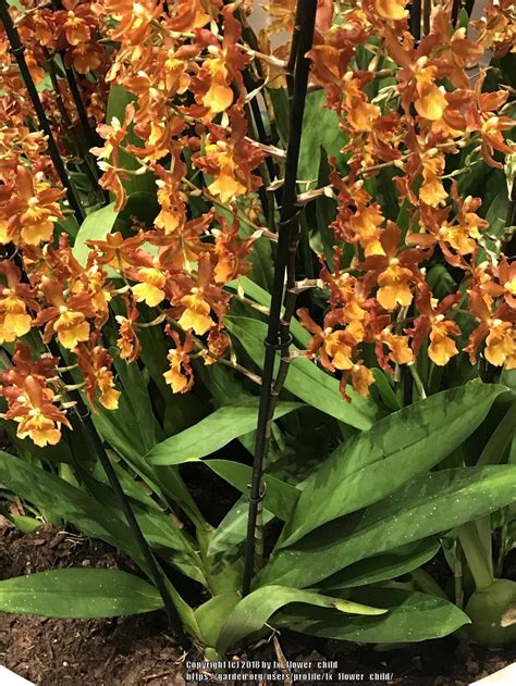 Photo Of The Entire Plant Of Dancing Lady Orchid Oncidium Posted By