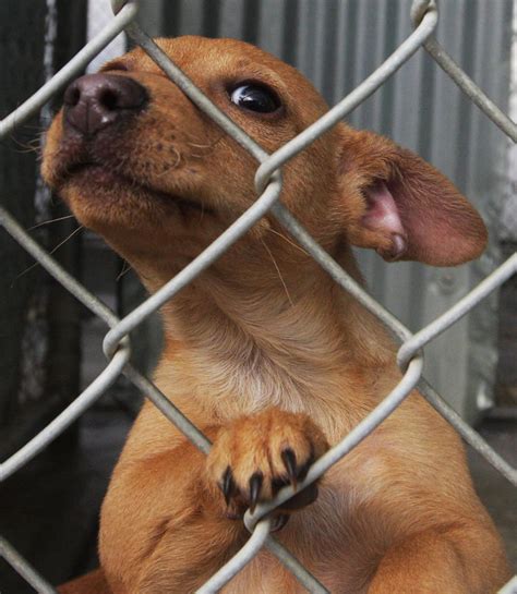 Adoption spca puppies for sale. Kings SPCA cuts adoption fees | Local | hanfordsentinel.com