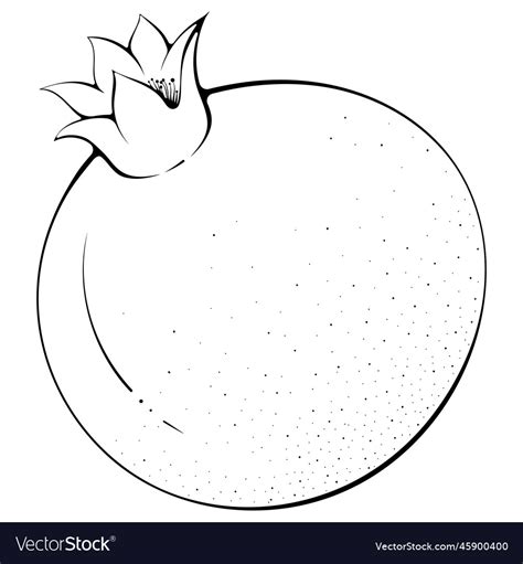 Whole Pomegranate Line Art Royalty Free Vector Image