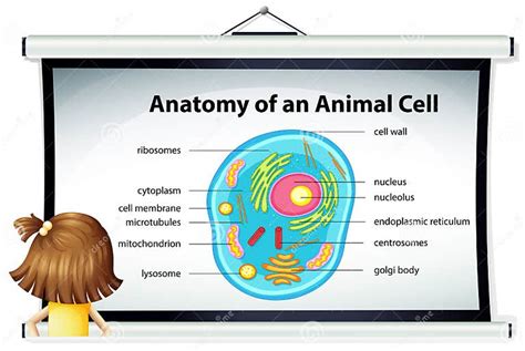 Ragazza Che Esamina Diagramma Della Cellula Animale Illustrazione