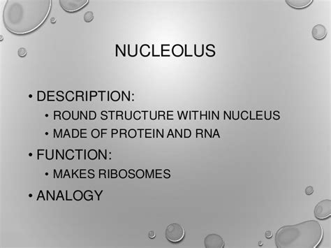 The nucleolus serves as a sort of ribosome factory, wherein transcription occurs constantly when it is in. Mr. V. WFHS Bio Cell notes