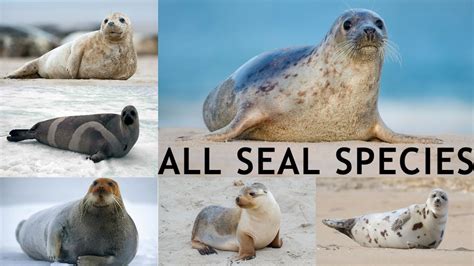 All Seal Species In The World Types Of Seal Youtube