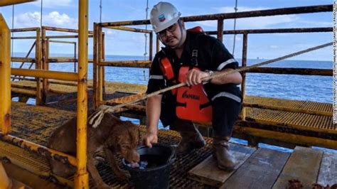 Oil Rig Workers Rescue Dog Swimming 135 Miles Off Shore