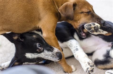 Out of control and aggressive german shepherd cesar 911. My Puppy Keeps Biting Me Aggressively - Aggressive Puppy ...