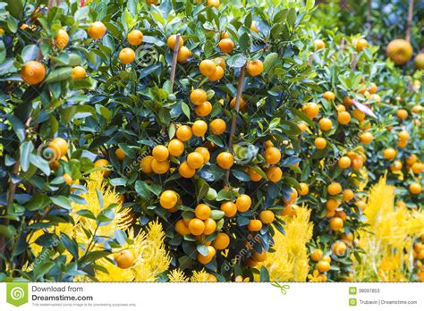 Mandarin Fruits Tree Stock Image Image Of Summer Mandarin 38097853