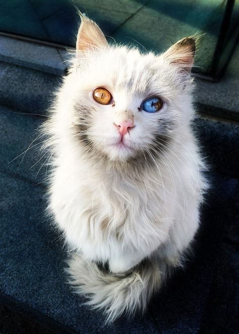 29 Of The Most Beautiful Cats In The World Bored Panda