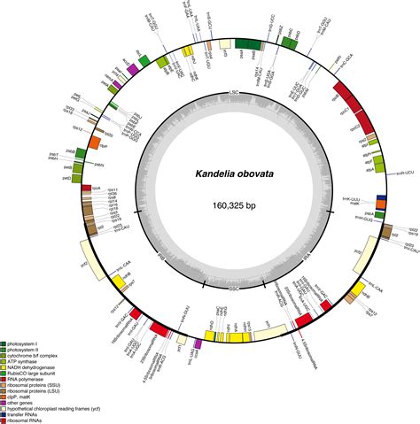 Complete Chloroplast Genome Sequence Of The Mangrove Species Kandelia