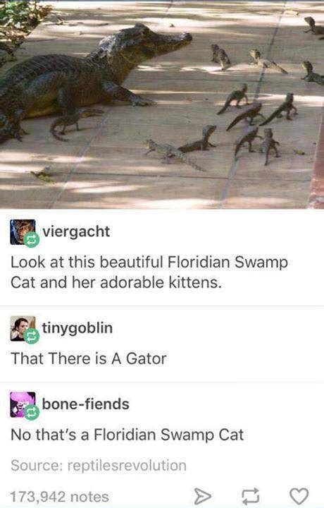 Meanwhile In Florida Tumblr