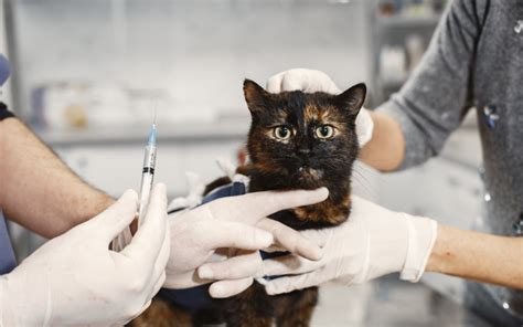 Pet Surgery In Kirkwood Mo 63122 Kirkwood Animal Hospital