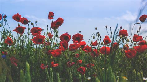 Wallpaper Poppies Flowers Field Bloom Red Hd Picture Image