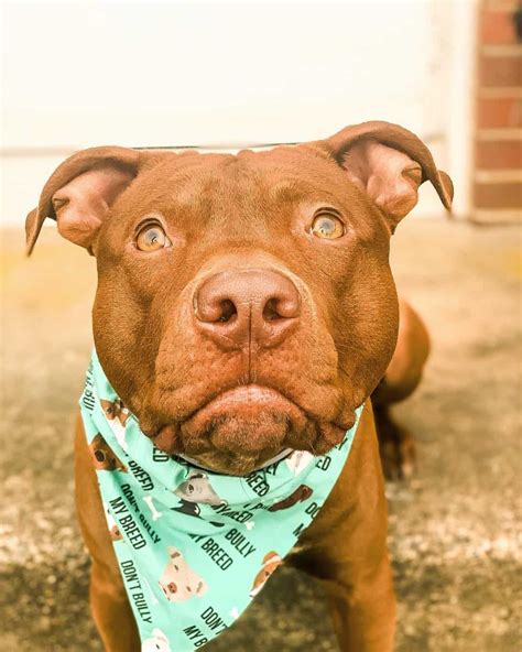 Red Nose Pitbull 101 What You Need To Know K9 Web