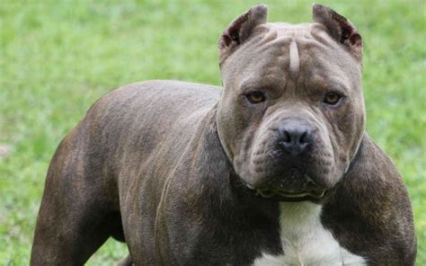 The 10 Most Dangerous Dog Breeds In The World Newslibre