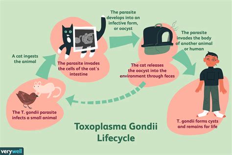 Toxoplasmosis Overview And More