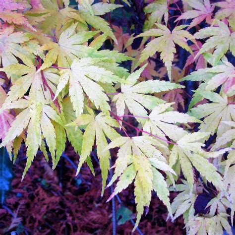 Photo Of The Fall Color Of Japanese Maple Acer Palmatum Butterfly